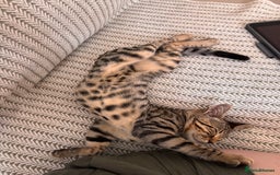 Bengal cats for sale: Bengal Kitten Male - Image 3