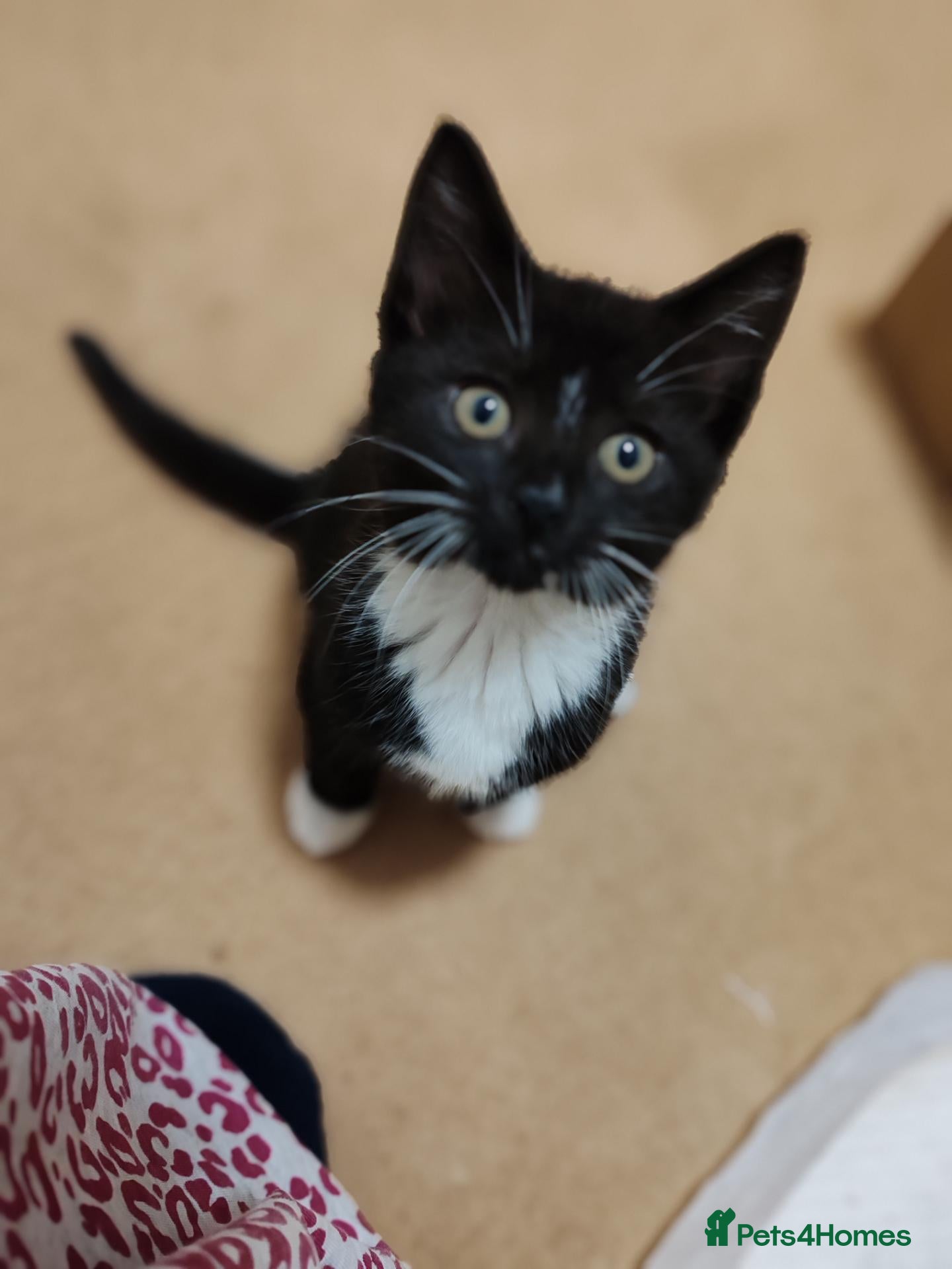 Mixed Breed cats Tuxedo Lovely crazy kittens - Advert 13