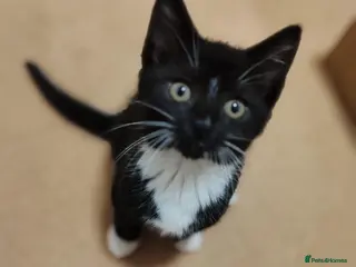 Mixed Breed cats Tuxedo Lovely crazy kittens - Advert 13