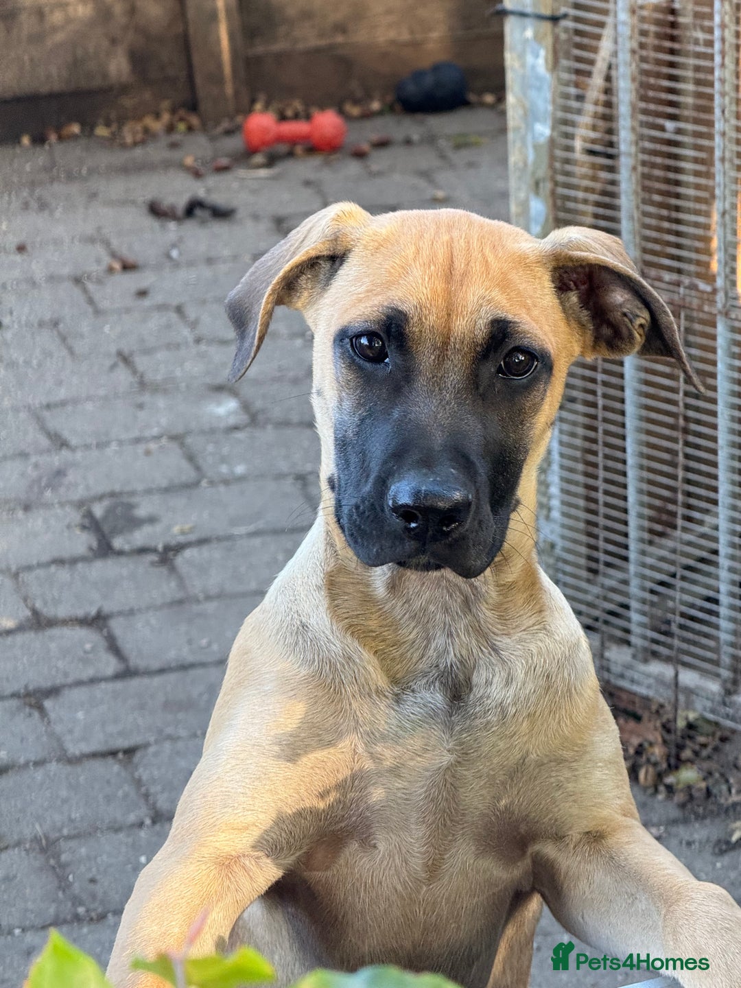 Belgian Shepherd Dog dogs for sale: Dutch Herder x Alano Espanol Pupies - Image 18