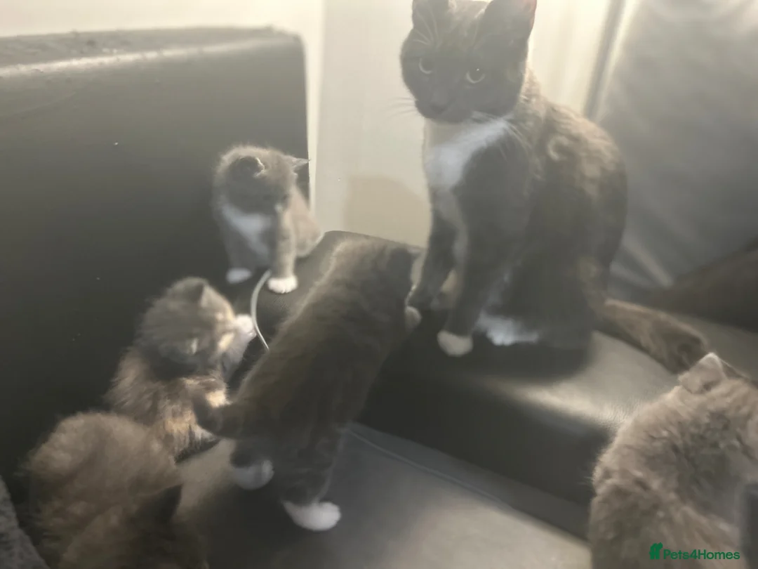 Mixed Breed cats for sale: 🐾 2X British Shorthair x Persian Male Kittens 🐾 in Nuneaton - Advert 1