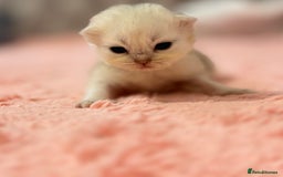 Persian cats for sale: Persian chinchilla kittens  - Image 2