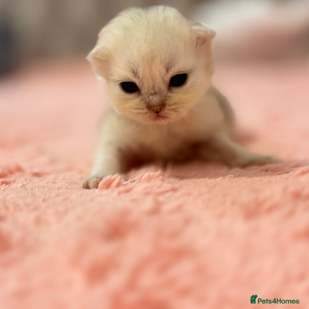 Persian cats for sale: Persian chinchilla kittens  - Image 2