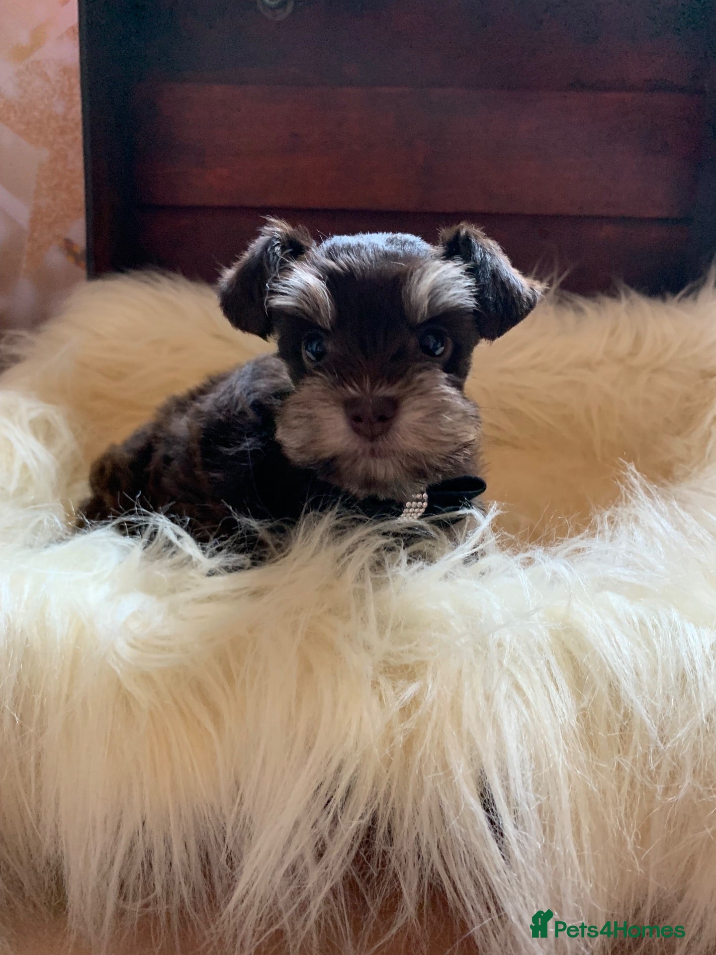 Miniature Schnauzer dogs 5*Licensed RKC Chocolate Schnauzers H/T  - Advert 12