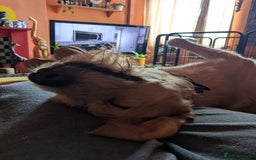 Labradoodle dogs for sale: Meet Eugene the Labra-dude - Image 9