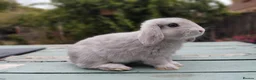 Mixed Breed rabbits for sale: Mixed breed £70 each - Advert 27
