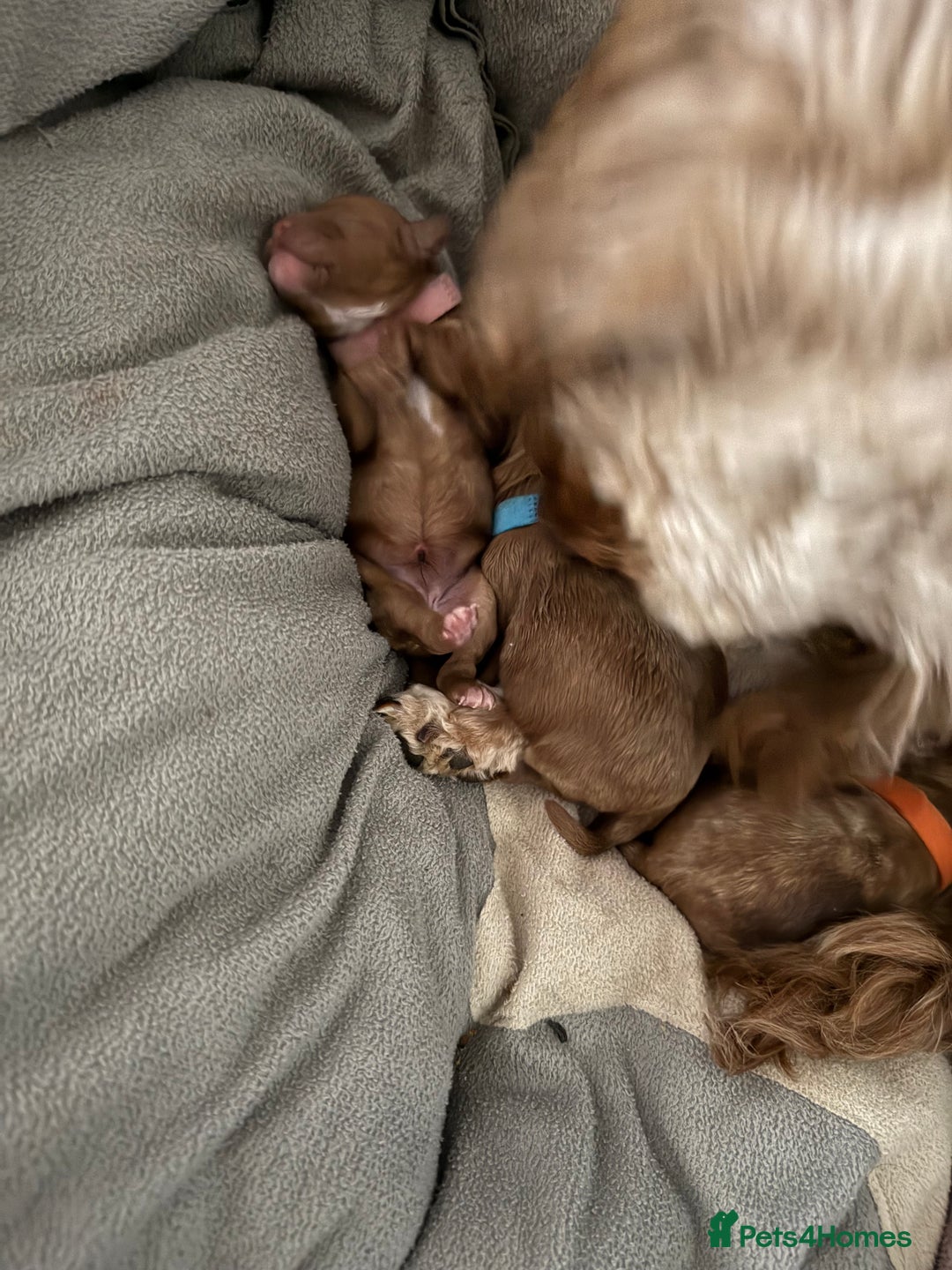 Cockapoo dogs for sale: Championship bloodline F1B toy Cockapoos  - Image 7