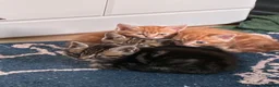 Mixed Breed cats for sale: 2 males left for a new home in Bodmin - Advert 8