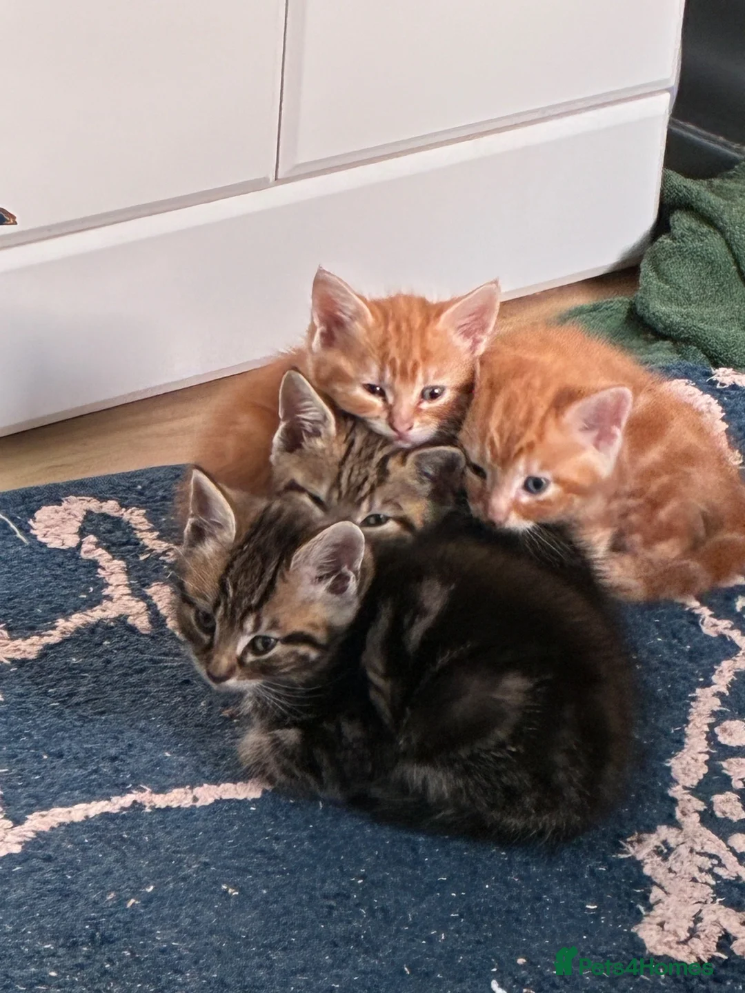 Mixed Breed cats for sale: 2 males left for a new home in Bodmin - Advert 8