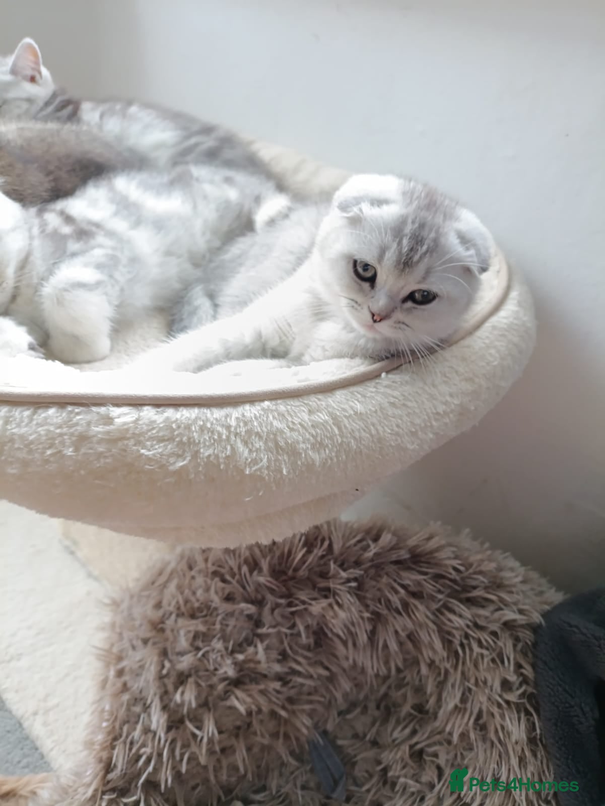 British Shorthair cats British Shorthair and Scottish fold kittens  - Advert 3