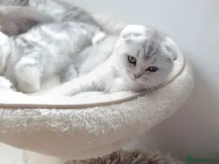 British Shorthair cats British Shorthair and Scottish fold kittens - Advert 1