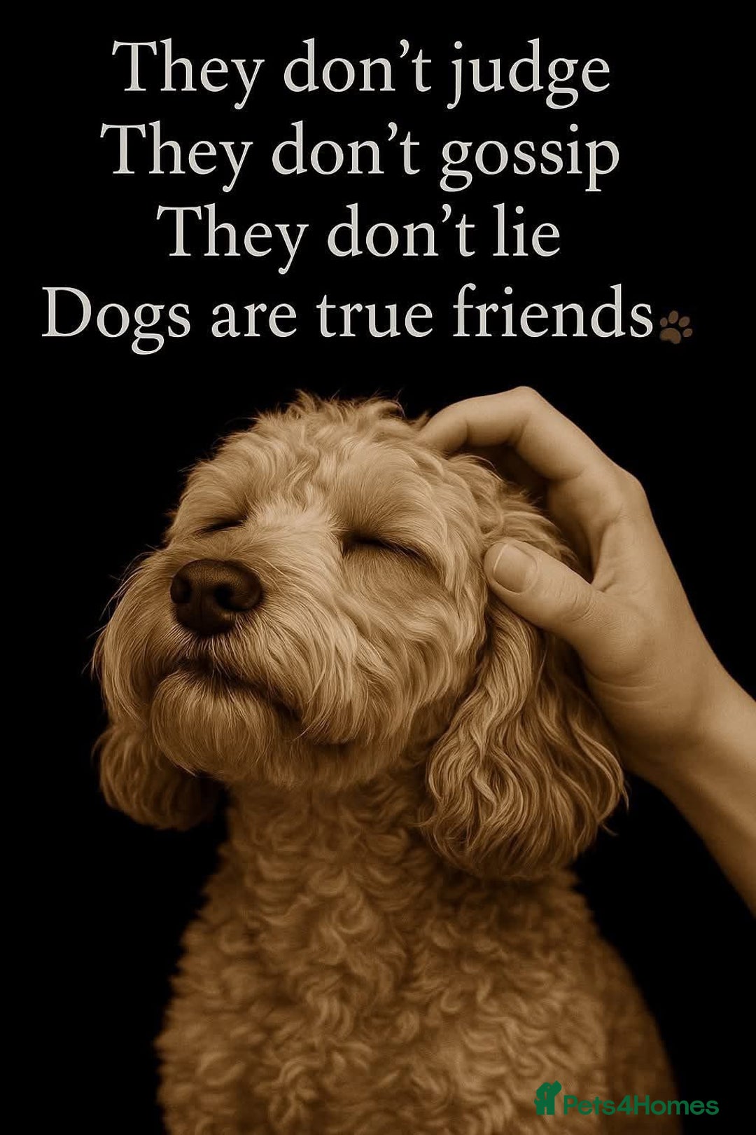 Cockapoo dogs for sale: Toy cockapoo - Advert 4