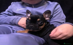 French Bulldog dogs for sale: French Bulldogs Ready to Leave  - Image 14