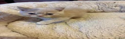 British Shorthair cats for sale: British Short Hair kittens for sale - Advert 7