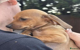 Mixed Breed dogs for sale: Patterjack x daxies  - Image 7