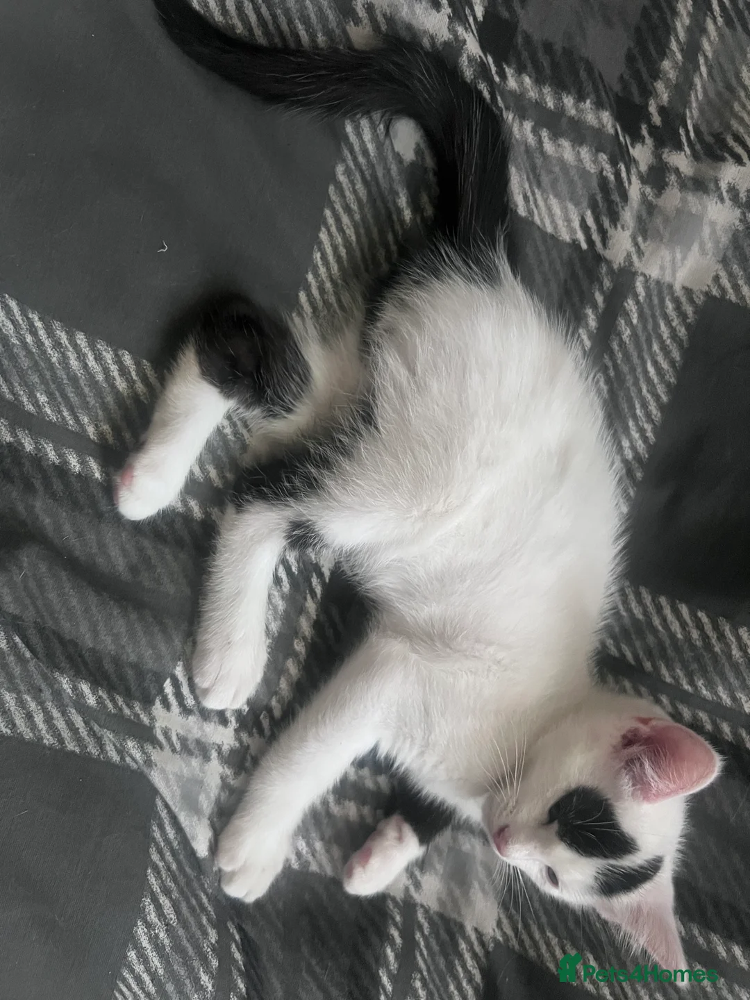 Mixed Breed cats for sale: Kitty  - Advert 1