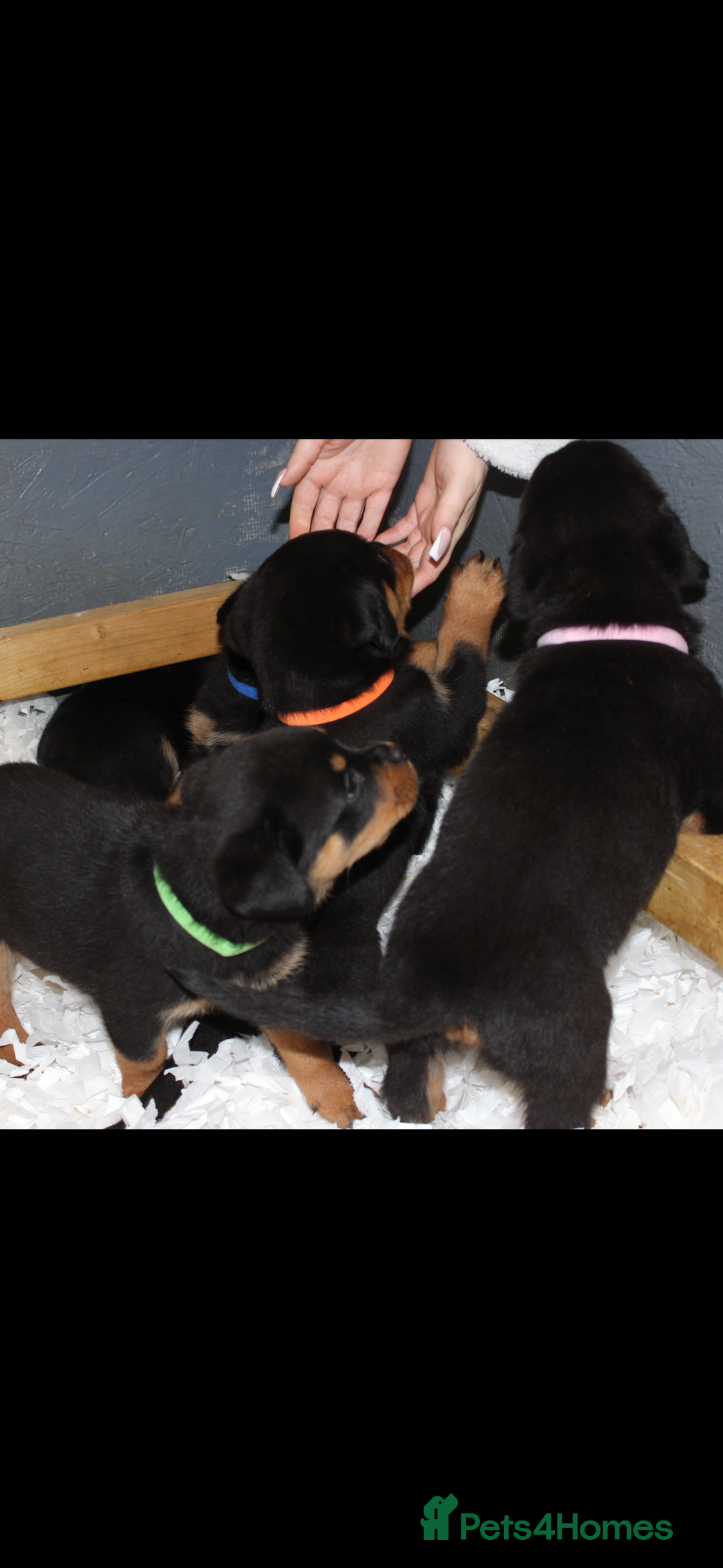 Rottweiler dogs for sale: Stunning Rottweiler Puppies  - Advert 14
