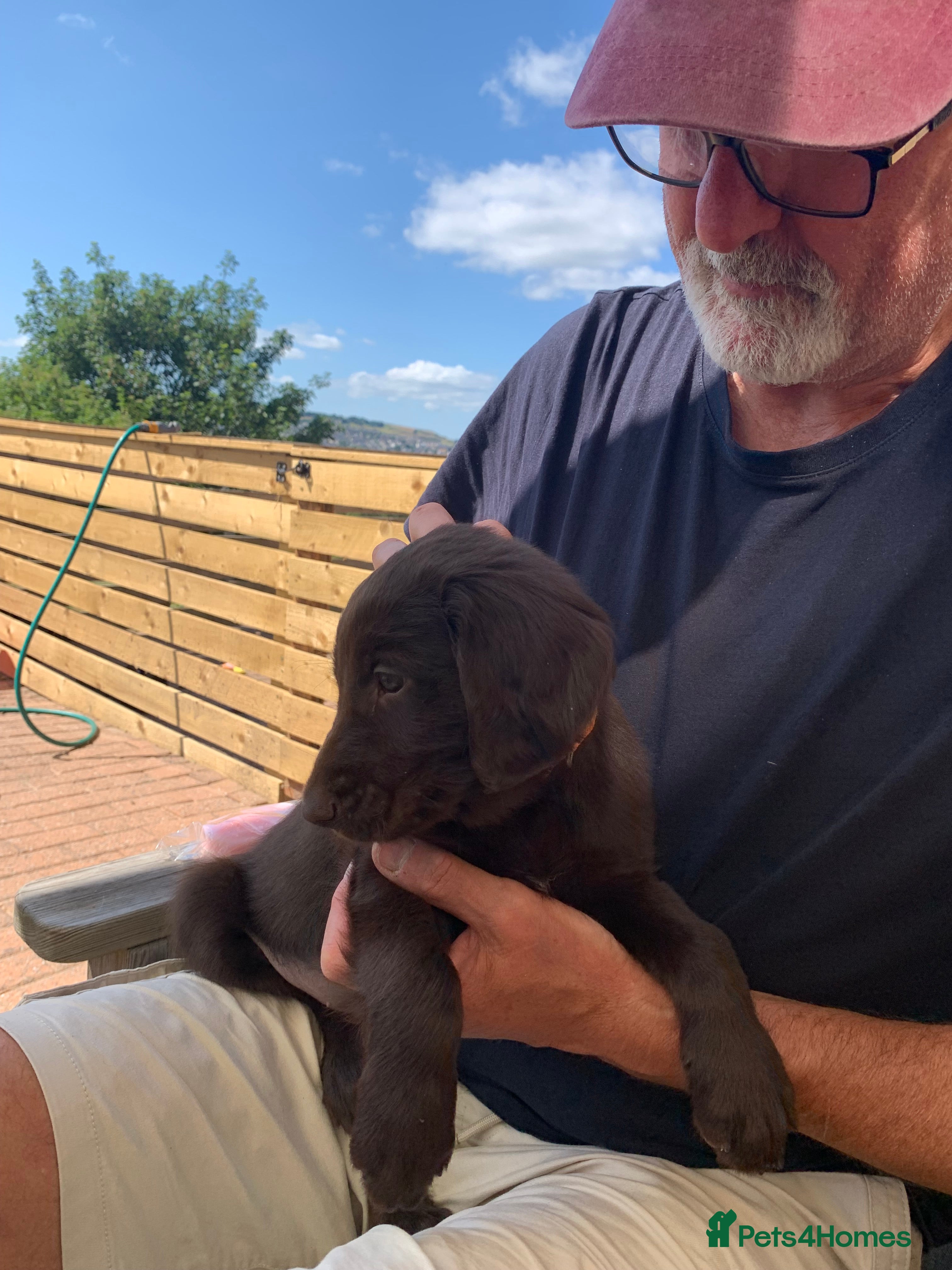 Flat coated Retriever dogs Flat coated pups ready 24/07 - Advert 6
