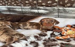 Miniature Dachshund dogs for sale: Tiny miniature dachshund puppies  - Image 14