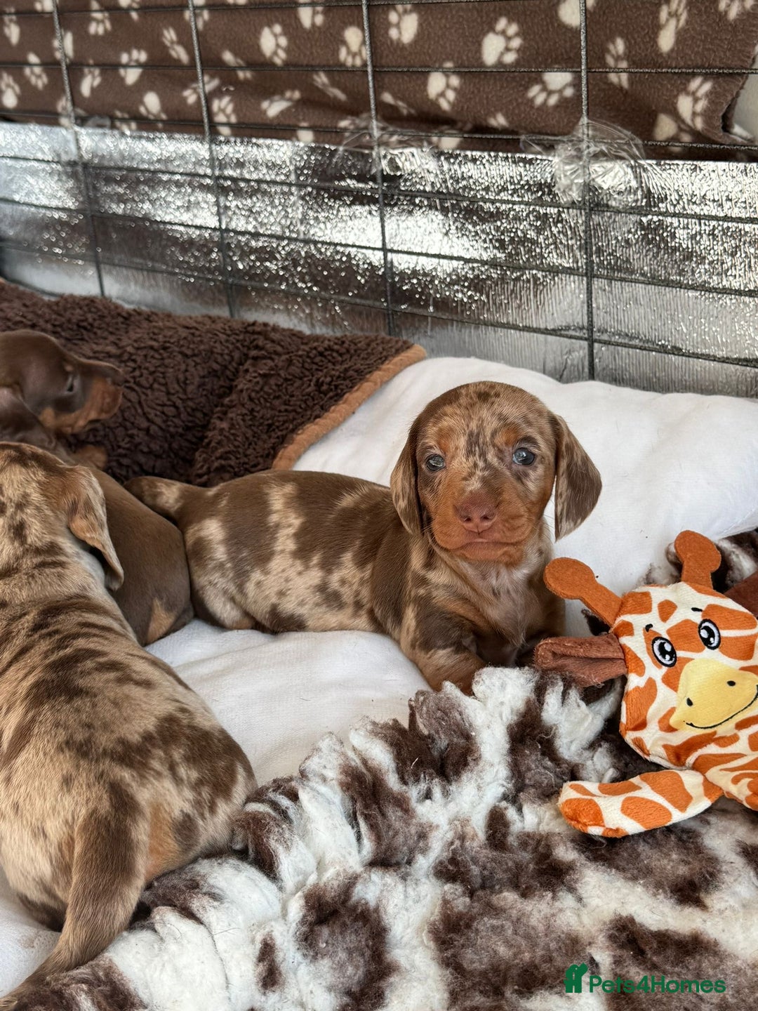 Miniature Dachshund dogs for sale: Tiny miniature dachshund puppies  - Image 14