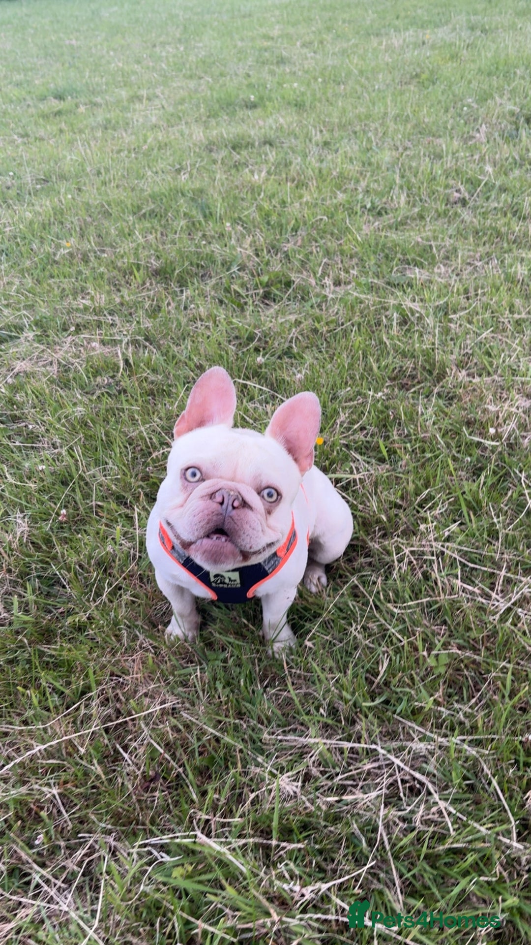 French Bulldog dogs for stud: BBeau T - Image 3