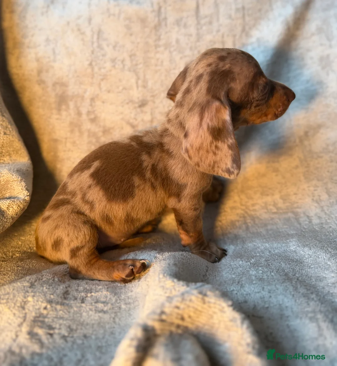 Miniature Dachshund dogs for sale: KC Reg Miniature Dachshunds Dapple Isabella    - Advert 11