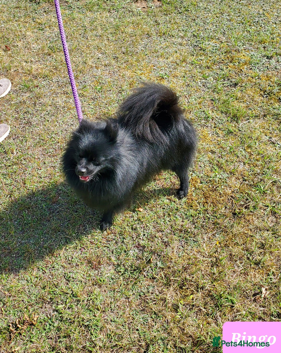 German Spitz dogs for sale: Bluey & Bingo looking for Loving Homes.  - Advert 17