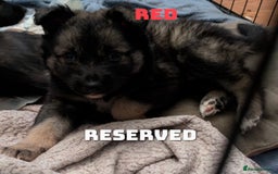 Shepsky dogs for sale: 3 Beautiful Female Bi-eyed Shepsky puppies  - Image 17