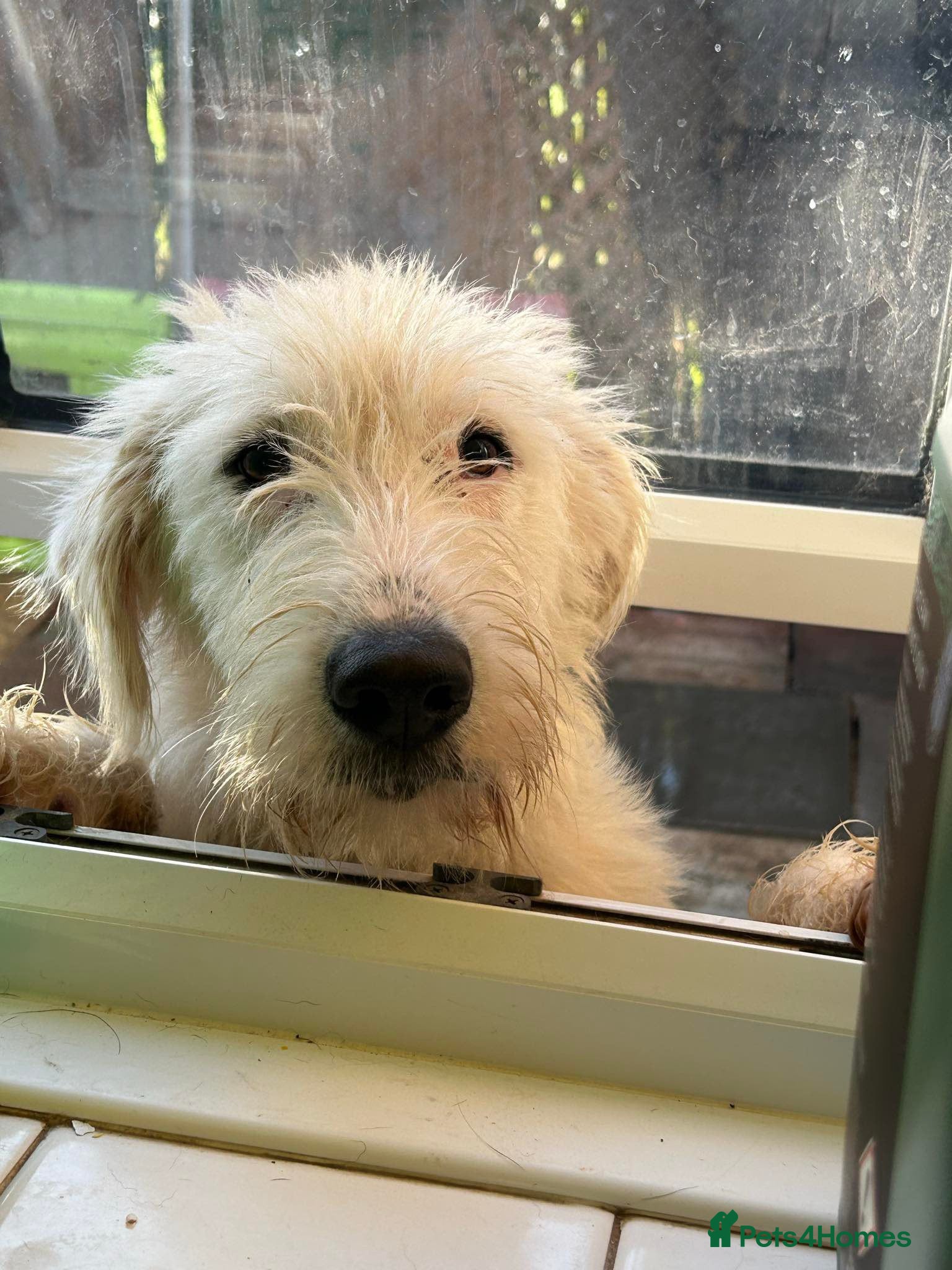 Peter - Norwich Norfolk — Mixed Breed