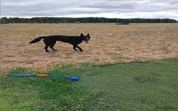 Mixed Breed dogs for sale: Female dog (1yr) for rehoming  - Image 3