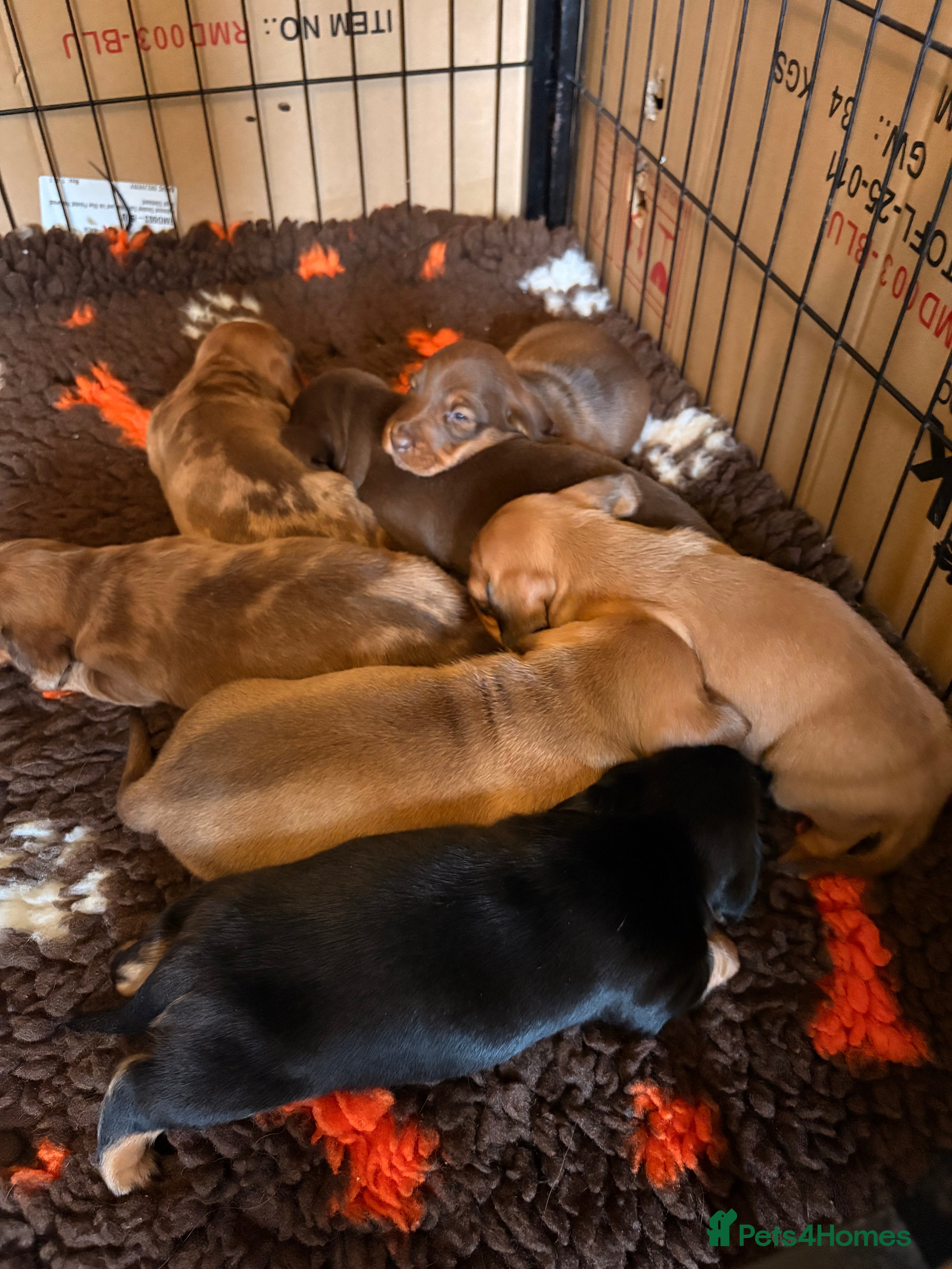 Dachshund dogs Miniature Smooth Haired Dachshunds  - Advert 6