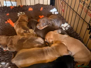 Dachshund dogs Miniature Smooth Haired Dachshunds - Advert 6