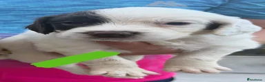 English Springer Spaniel 4