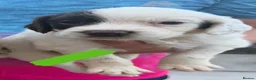 English Springer Spaniel dogs for sale: Quality English Working Springer Spaniel Puppies - Advert 18