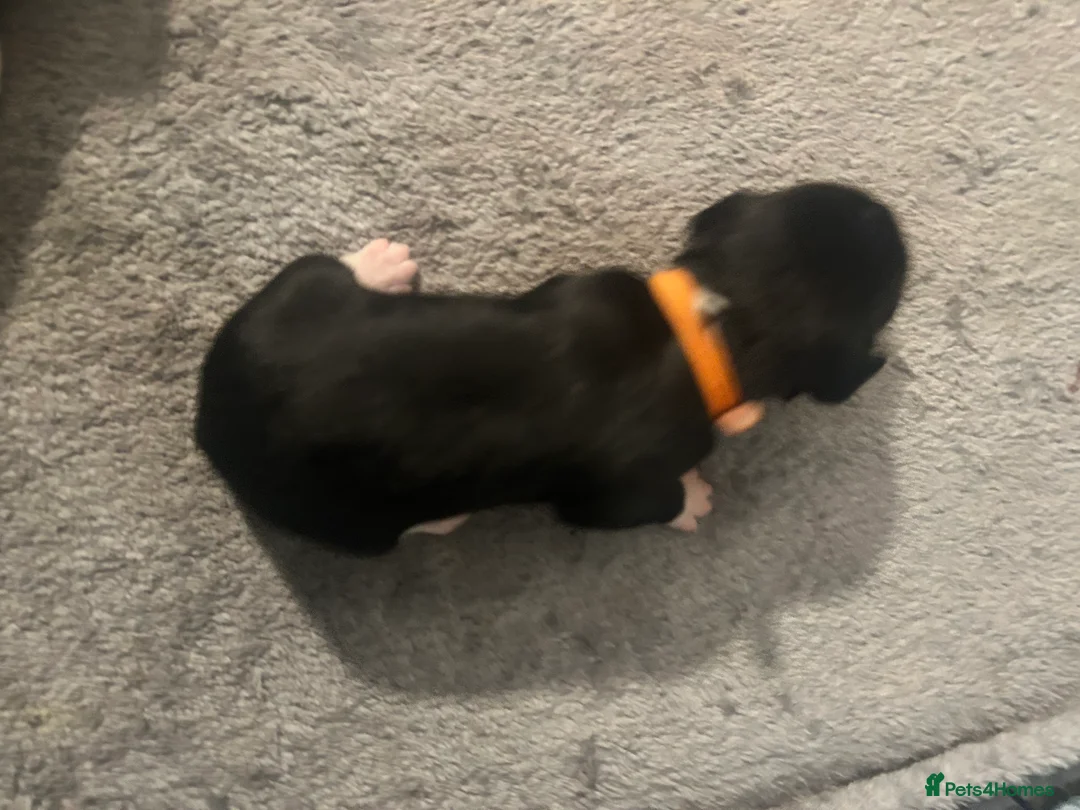 Sprollie dogs for sale: Beautiful litter of sprollies - Advert 4