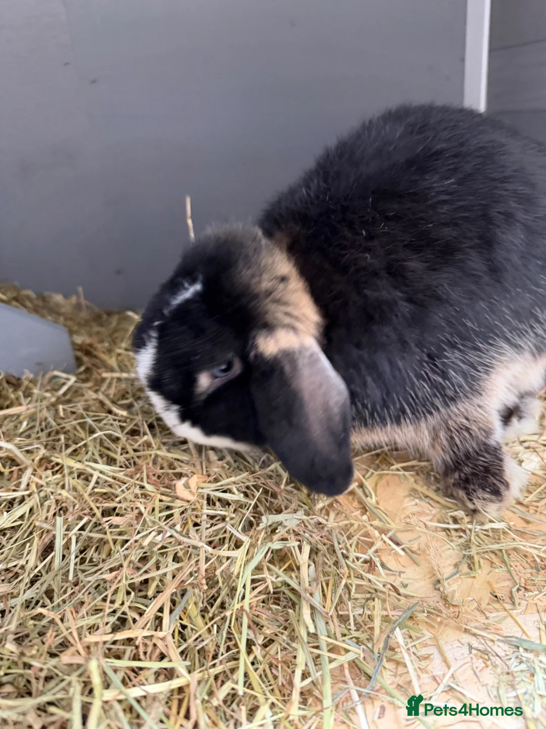 Mini Lop rabbits for sale: Beautiful mini loop in Bradford - Advert 1