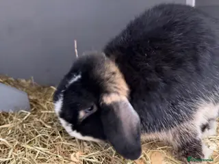 Mini Lop rabbits Beautiful mini loop - Advert 1