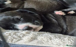 Mixed Breed dogs for sale: These are cocker cross Staffordshire bull  - Image 1