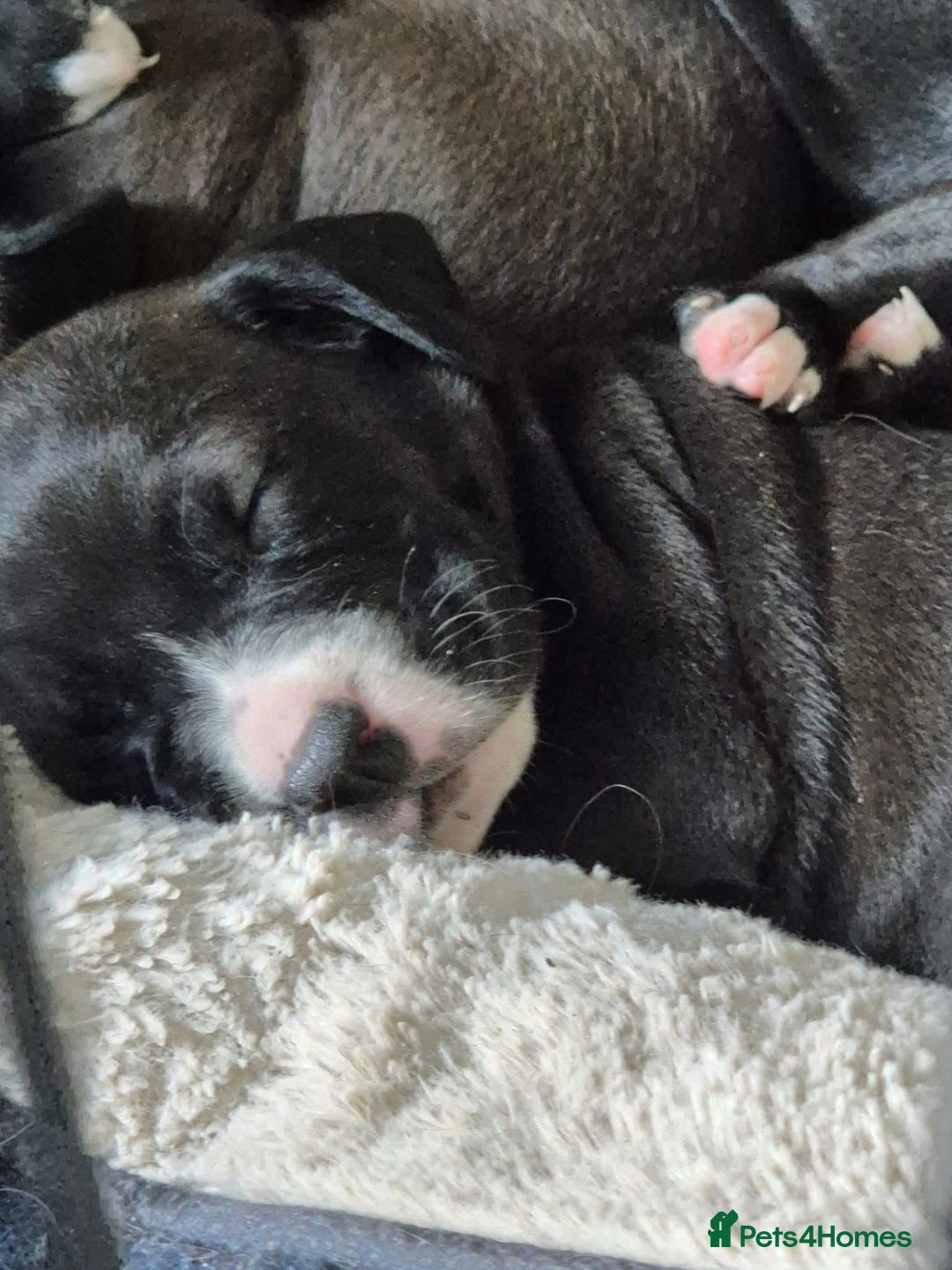 Mixed Breed dogs for sale: These are cocker cross Staffordshire bull  - Image 1