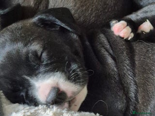 Mixed Breed dogs for sale - Advert 1