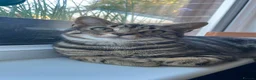 Domestic Shorthair cats for adoption: Lula, chatty 9 month old girl  - Advert 1