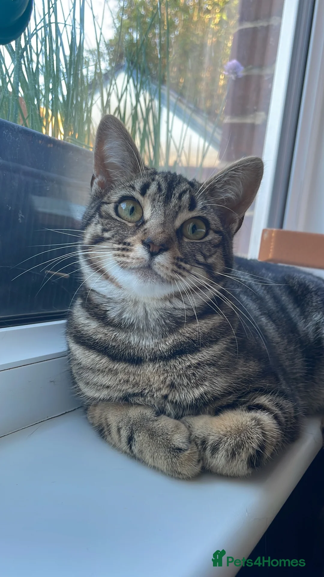Domestic Shorthair cats for adoption: Lula, chatty 9 month old girl  - Advert 1