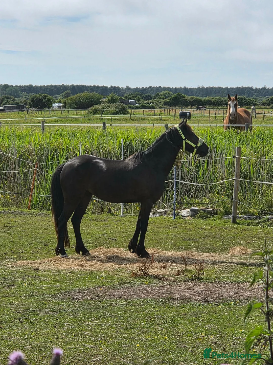 Welsh Section C horses for sale: 3 year old welsh section C mare - Advert 1