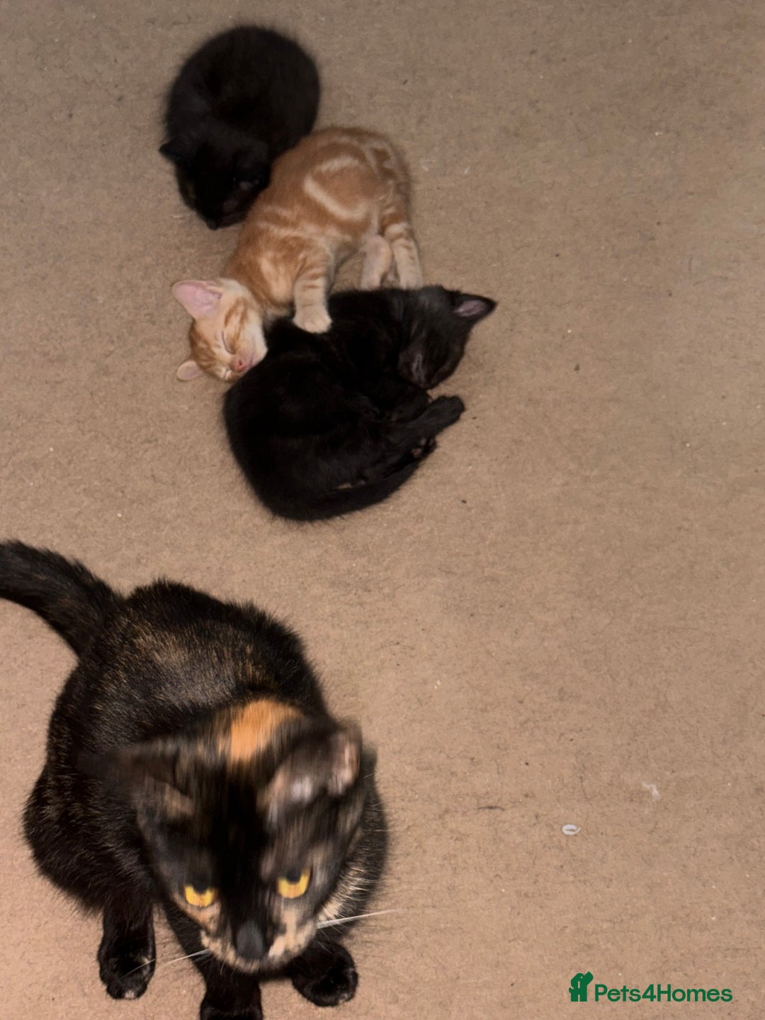 Mixed Breed cats for sale: 1 female black kitten  - Image 3