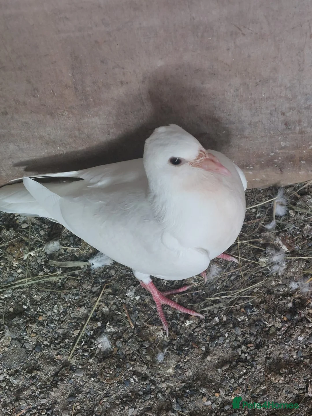Pigeons birds for sale: Logan pigeons for sale  - Advert 4