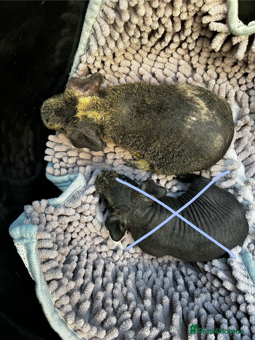 Guinea Pig rodents for sale:  Baby guinea pigs (boars) - Advert 2