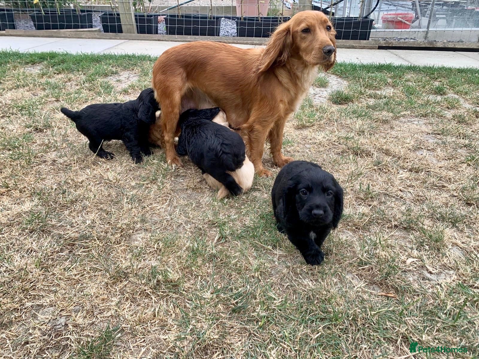 Cocker Spaniel dogs KC registered working cocker spaniel puppies  - Advert 2