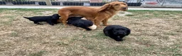 Cocker Spaniel dogs for sale: KC registered working cocker spaniel puppies  - Advert 2