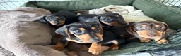 Dachshund dogs for sale: Two beautiful dachshund Dogs 6 months for sale  in Kidderminster - Advert 7