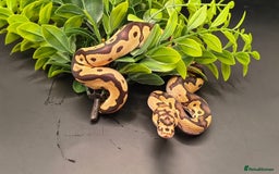 Python Snake reptiles for sale: Pastel Piebald 50% het Clown - Image 10